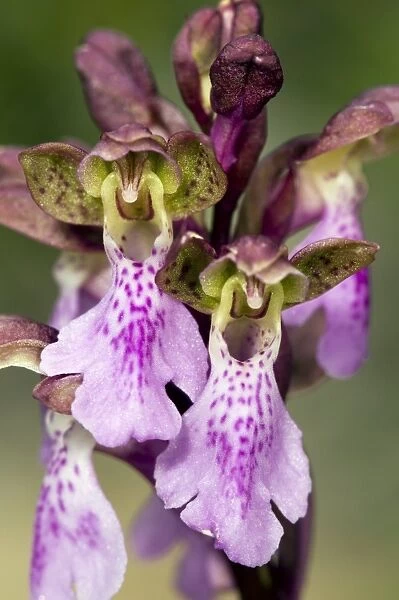 Spitzels Orchid (Orchis spitzelii)