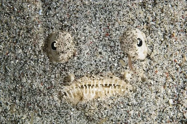 Stargazer fish buried in the seabed