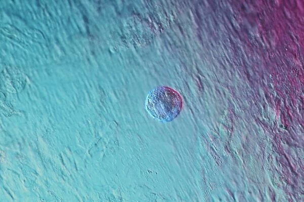 Stem cell, light micrograph
