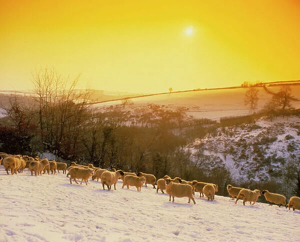 Sunset over a snow-covered field with sheep in it