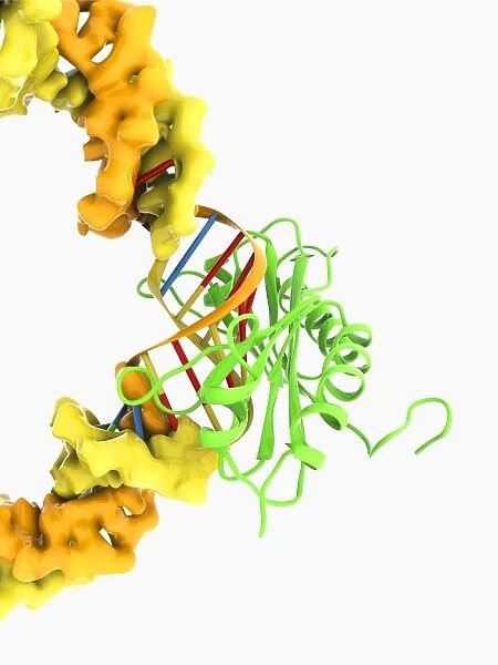 TATA box-binding protein complex C017  /  7083