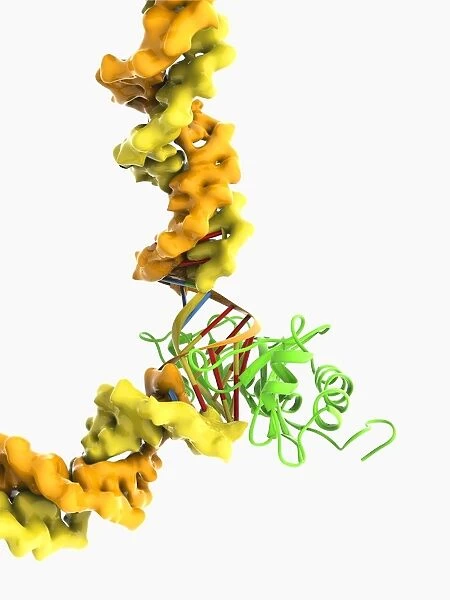 TATA box-binding protein complex C017  /  7084