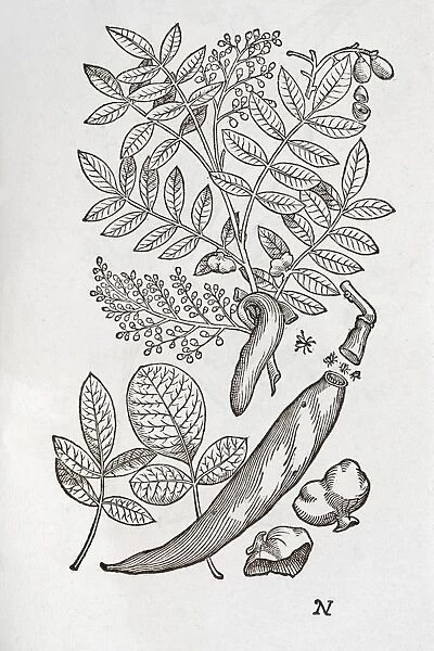 Terebinth plant, 16th century