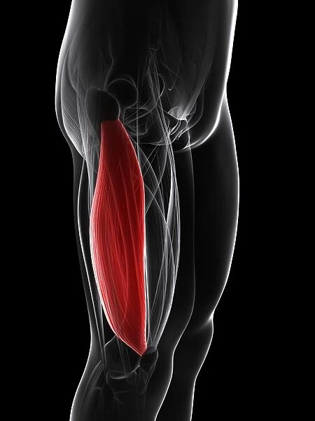Thigh muscle, artwork F006  /  3396