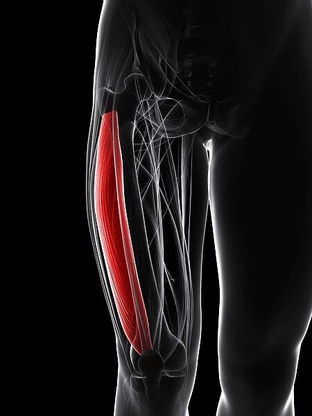 Thigh muscle, artwork F006  /  3397