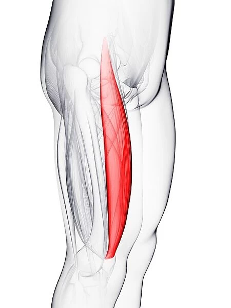 Thigh muscle, artwork F006  /  3436