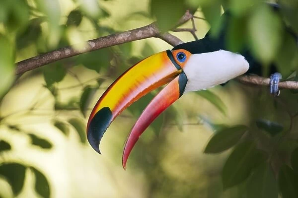 Toco toucan in a tree C013  /  9818