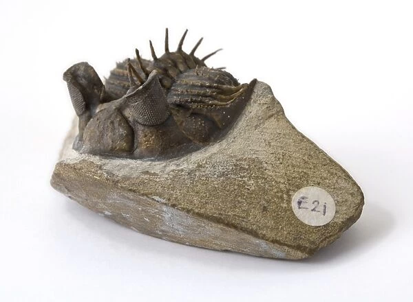 Tower-eye trilobite fossil C016  /  6149