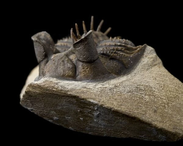 Tower-eye trilobite fossil C016  /  6221
