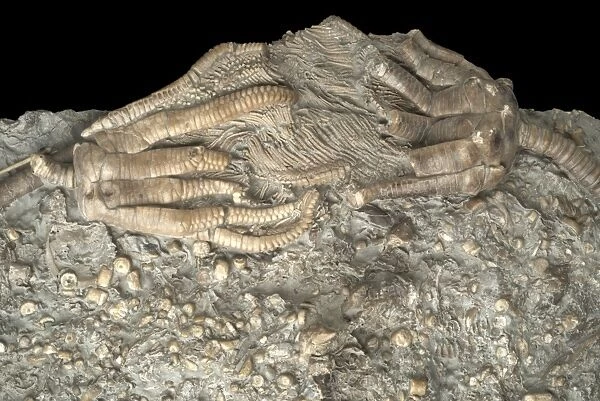 Triassic Crinoids C015  /  0688