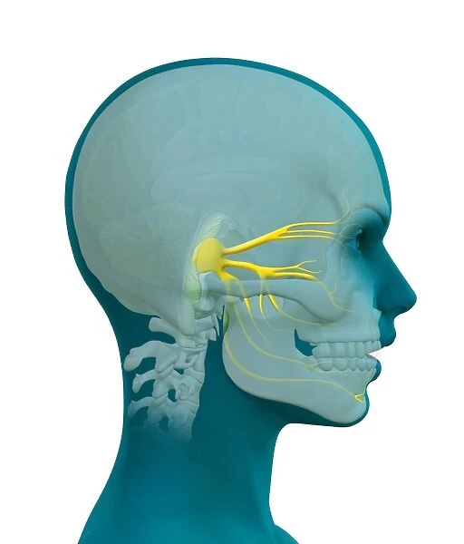 Trigeminal nerve, artwork C016  /  7701