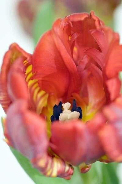 Tulip flower (Tulipa sp. )