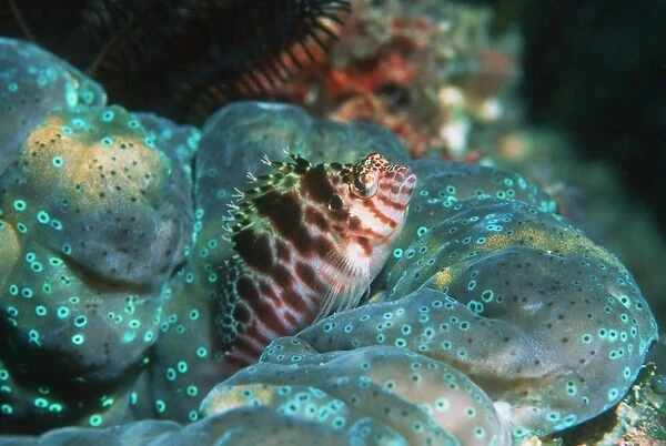 Two-spotted hawkfish