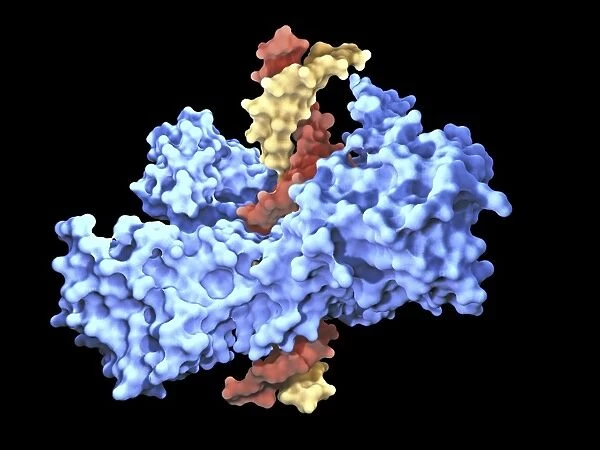 Type I topoisomerase protein bound to DNA F007  /  9893