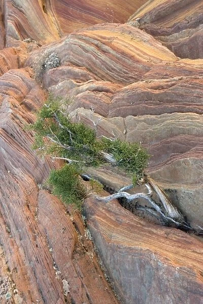Utah juniper tree (Juniperus osteosperma)