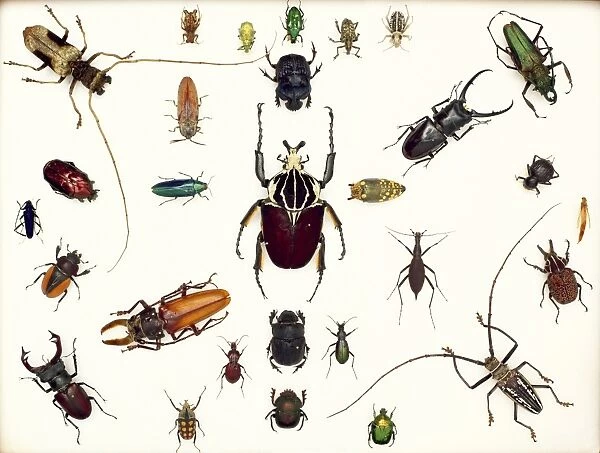Various beetle specimens C016  /  5848