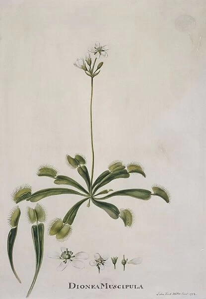 Venus flytrap, 18th century C013  /  6261