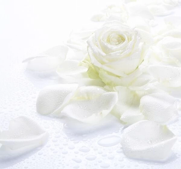 White rose petals