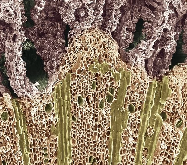 Wood, SEM. Wood. Coloured scanning electron micrograph 