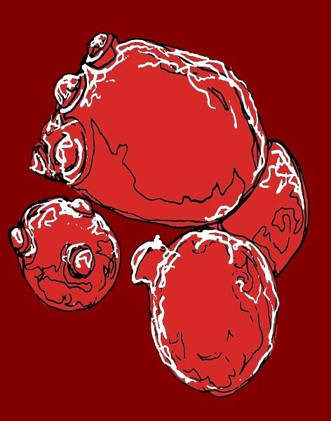 Yeast cells, illustration C018  /  0752