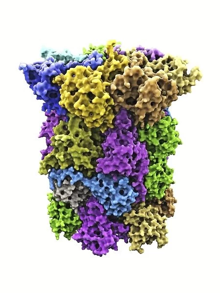 Yeast enzyme, molecular model F007  /  9913