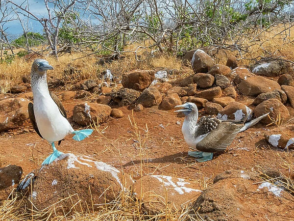 Adult Blue-footed boobies (Sula nebouxii) pair on egg on North Seymour Island, Galapagos Islands, UNESCO World Heritage Site, Ecuador, South America