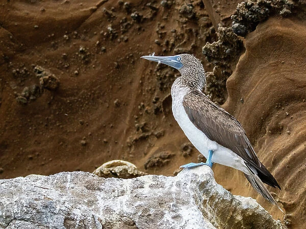 Adult blue-footed booby (Sula nebouxii) on rocky outcropping on Isabela Island, Galapagos Islands, UNESCO World Heritage Site, Ecuador, South America