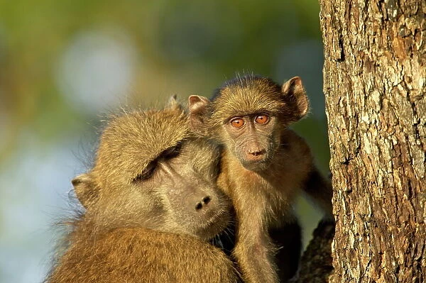Adult and infant chacma baboon (Papio ursinus), Kruger National Park, South Africa