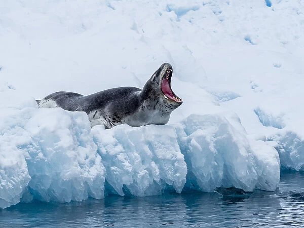 An adult leopard seal (Hydrurga leptonyx), hauled out on ice in Cierva Cove, Antarctica
