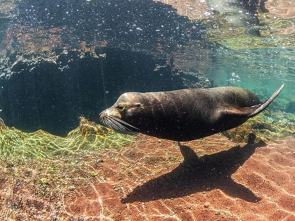 Adult male Galapagos sea lion (Zalophus wollebaeki), underwater on Santiago Island, Galapagos Islands, UNESCO World Heritage Site, Ecuador, South America