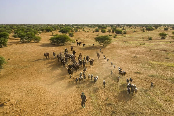 Aerial of cattle moving to a waterhole, Gerewol festival, courtship ritual competition