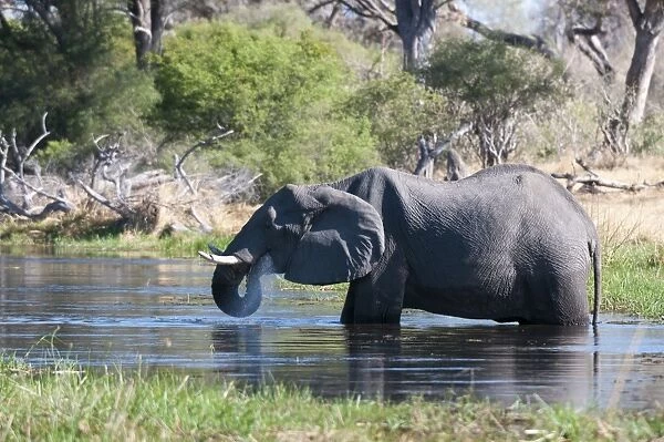 African elephant (Loxodonta africana), Okavango delta, Botswana, Africa