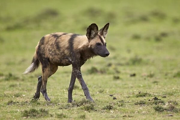 African wild dog (African hunting dog) (Cape hunting dog) (Lycaon pictus), Ngorongoro