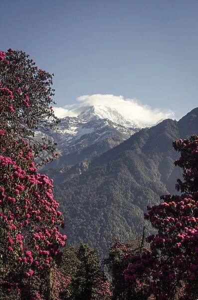 Annapurna South, 7219m, framed by blossoming rhododendron trees (Rhododendron arboreum), Ghorepani, 2874m, Annapurna Conservation Area, Nepal, Himalayas, Asia