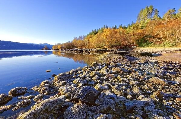 An autumn view on a calm sunny morning along the banks of Loch Sunart in the Ardnamurchan Peninsula