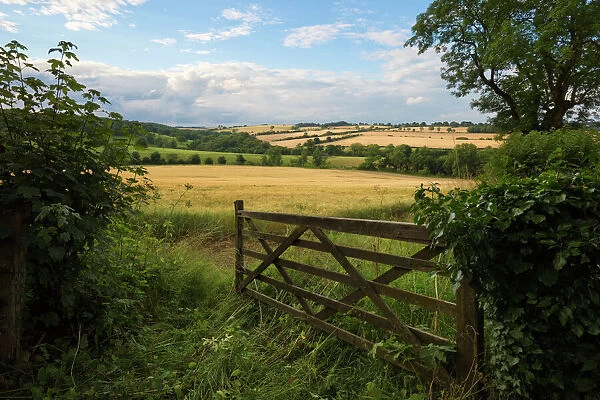 Five bar gate opening on to barley fields, Guiting Power, Cotswolds, Gloucestershire