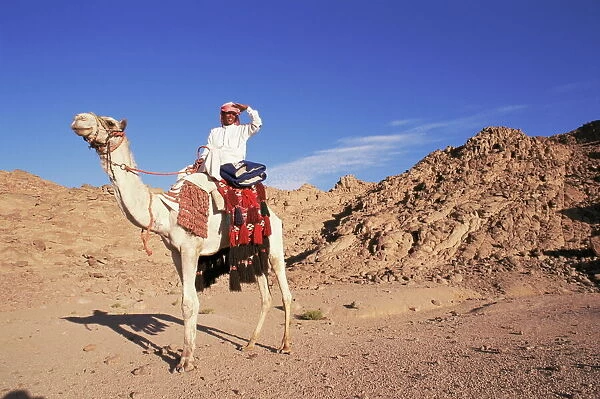 Bedouin and camel, Sinai, Egypt, North Africa, Africa