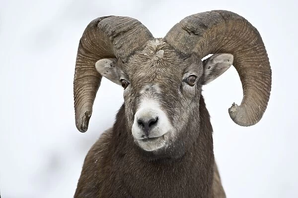 Bighorn sheep (Ovis canadensis) ram in the snow