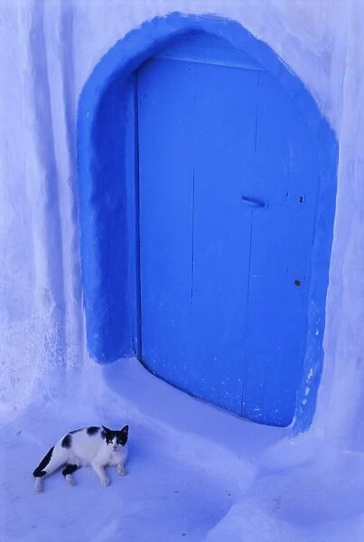 Blue door and cat