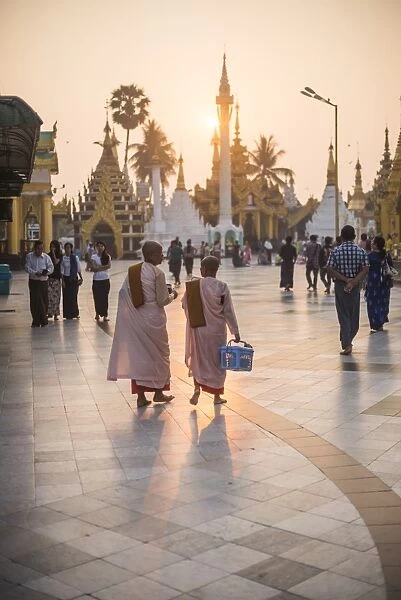 Buddhist nuns in pink robes at sunrise at Shwedagon Pagoda (Golden Pagoda), Yangon (Rangoon)