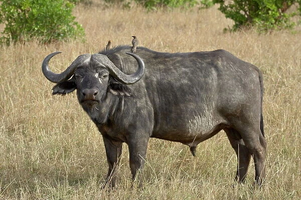 Cape buffalo or African buffalo (Syncerus caffer) with yellow-billed oxpecker