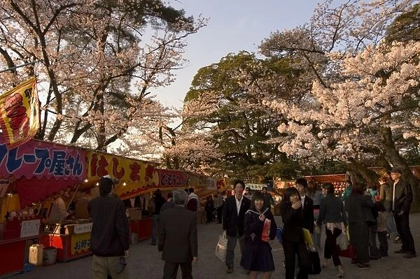 Cherry blossom viewing hanami