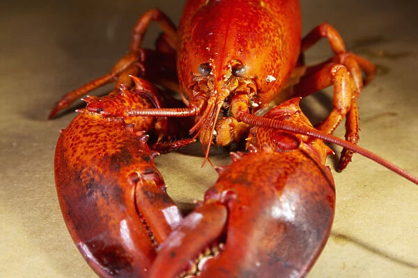 A cooked, locally landed lobster boiled and served ready to eat in a lobster dinner at