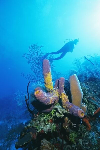 Coral formations and underwater diver