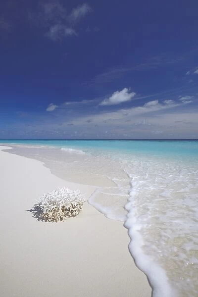 Corals on white sandy beach, Maldives, Indian Ocean, Asia