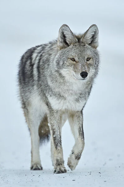 Coyote (Canis latrans) in the snow in winter, Yellowstone National Park, Wyoming