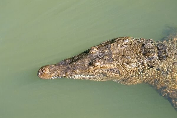 Crocodile, Black River, St