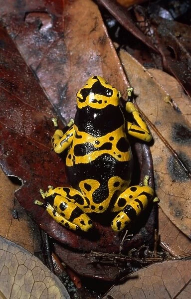 Dendrobatid poison dart Frog (Dendrobates leucomelas), Venezuela, South America