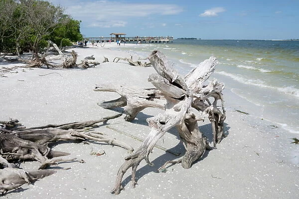 Driftwood on beach with fishing pier in background, Sanibel Island, Gulf Coast