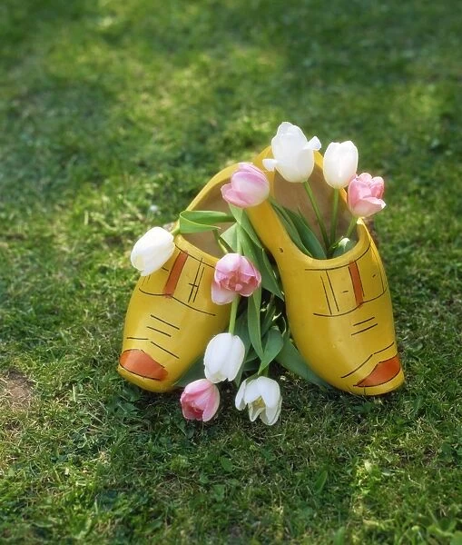 Dutch clogs and tulips in Holland, Europe